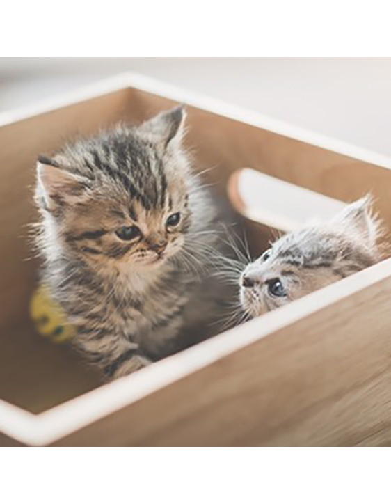 「style LOHAKO」にて猫コラム連載スタートしました